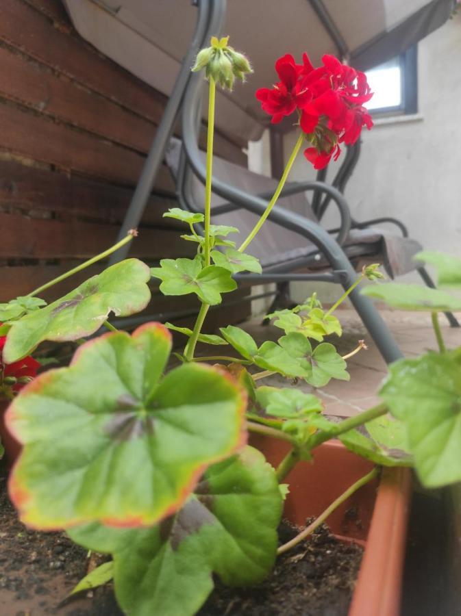 Apartment Maltar Lič Dış mekan fotoğraf